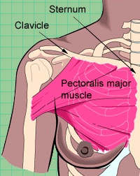 Collar Bone Diagram