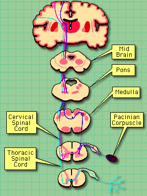 illustration of pain and temperatire pathways