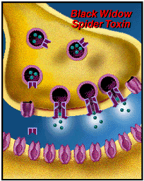 illustration of synaptic hyperexcitation