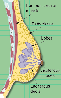 Breast Cancer Diagnosis