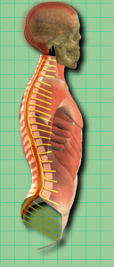picture of leptomeningeal metastasis